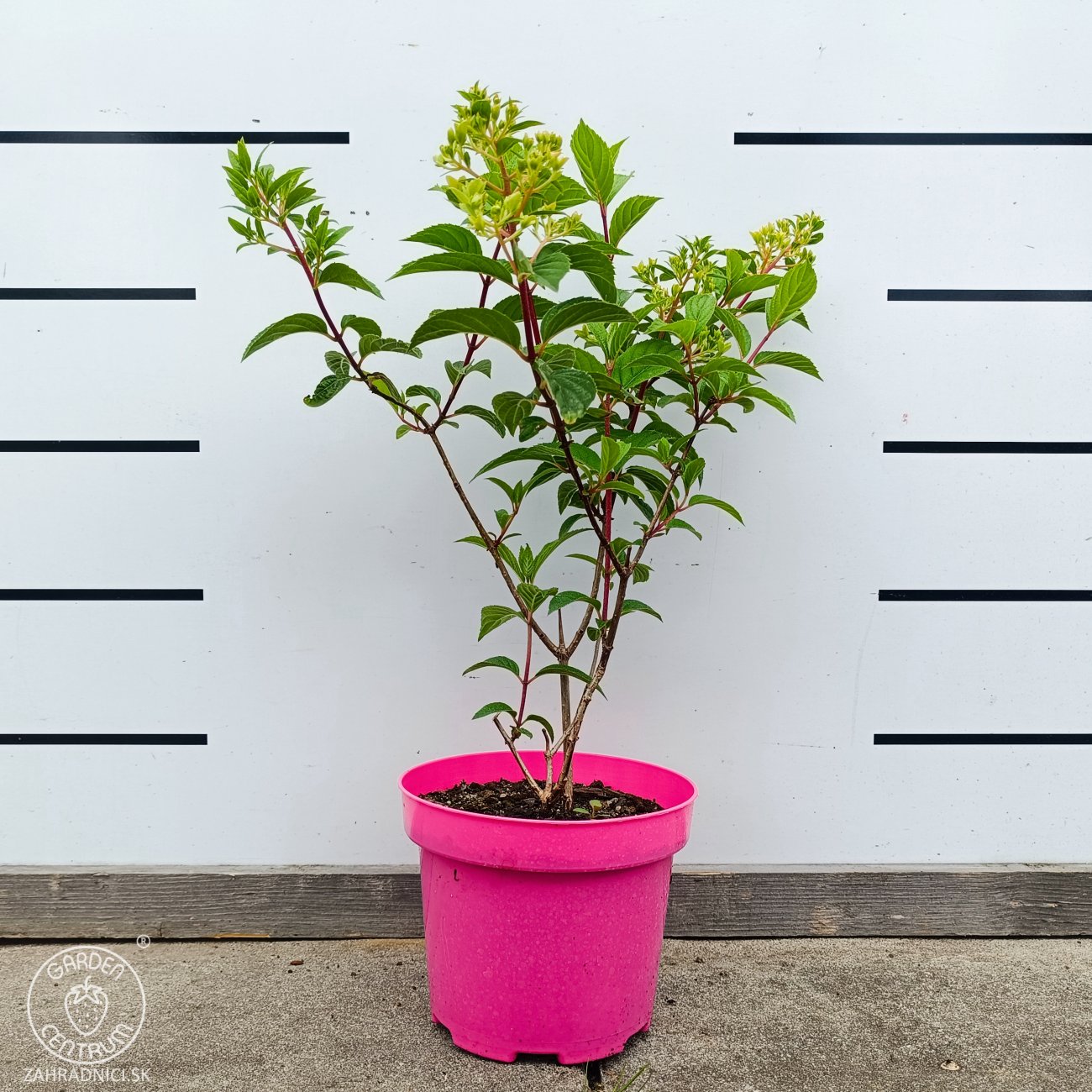 Obrázok Hortenzia metlinatá (Hydrangea paniculata) ´VANILLE FRAISE´® - výška 20-30 cm, kont. C2L